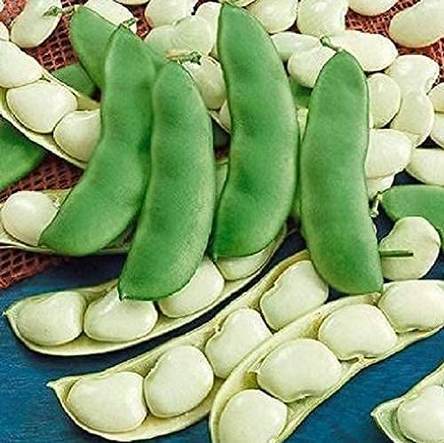 A collection of fresh lima beans displayed, with some beans outside their green pods and others arranged neatly in a line.