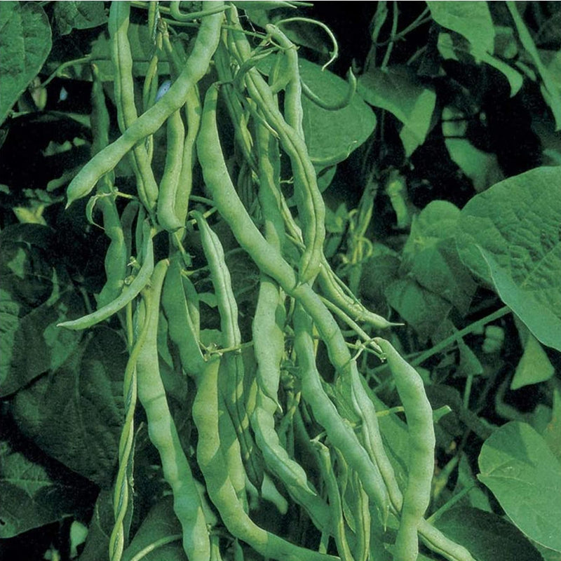 A cluster of green Kentucky Wonder pole bean pods growing on the vine.