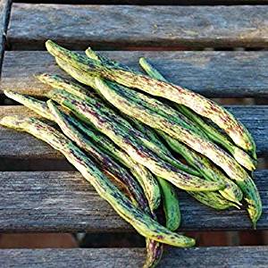A photo of fresh Rattlesnake beans with green pods and purple streaks on a wooden surface.