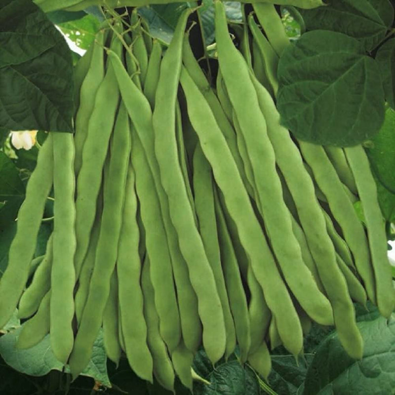 Stringless green bean pods hanging from a plant, indicating maturity and readiness for harvest.