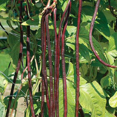 A cluster of long, red, bean-like vines with green leaves, likely in their mature stage before harvest.