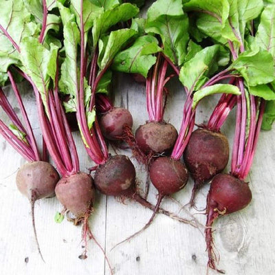 A group of Crosby Egyptian beets with green tops and red roots laid out on a wooden surface.