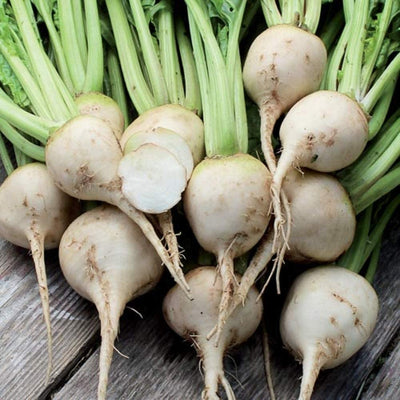 A group of fresh white albino beets with green tops, laid out on a wooden surface.