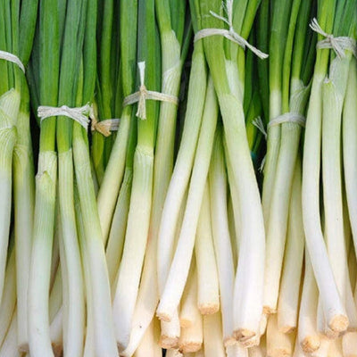 A bunch of fresh Heshiko bunching onions with green stalks and white flesh, tied in bunches.