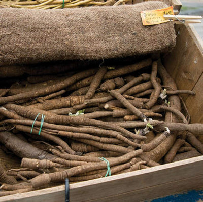 A collection of fresh Burdock Chiko roots tied in bunches, displayed in a wooden crate.