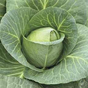 A close-up image of a fresh cabbage head with outer leaves, showing the greenish white interior and tightly folded shape.