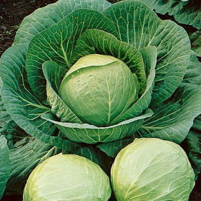 Image of a fresh head of cabbage with outer leaves, illustrative of the product's quality and freshness.