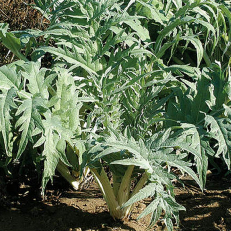 A group of Cardoon Porto Spineless plants with large, silver-green, lobed leaves growing in soil.