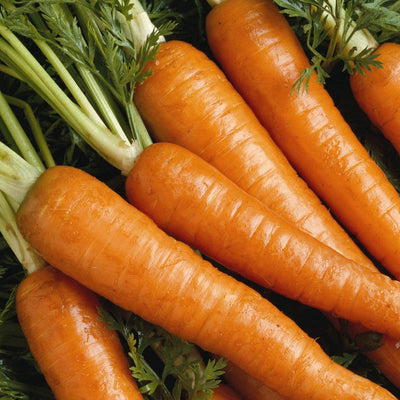 A group of fresh, long, tapered carrots with green greens attached, indicating they are ready for harvest.