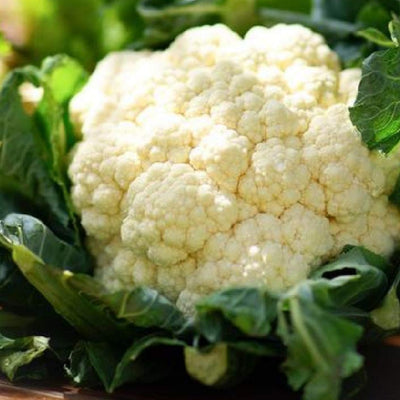 A fresh head of Cauliflower Snowball Y Improved with green leaves and tightly packed white florets.