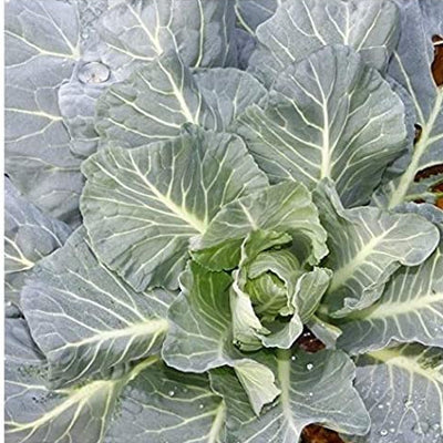 A close-up image of fresh Morris Heading collards with green and blue leaves.