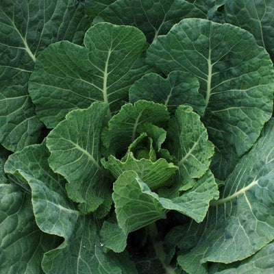 A close-up image of dark blue-green cabbage-like leaves, likely Georgia Southern collards, in a lush garden setting.