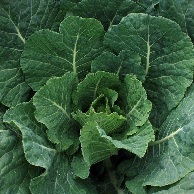 A close-up image of dark blue-green cabbage-like leaves, likely Georgia Southern collards, in a lush garden setting.