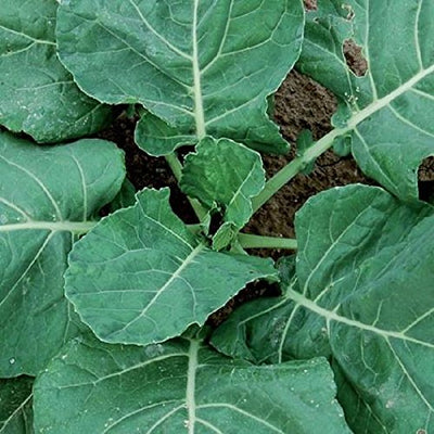 A close-up image of Collards Vates leaves, showing their dark green color and textured surface.