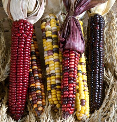 A selection of Painted Mountain Corn ears with various colors, tied in bunches, displayed on a straw background.