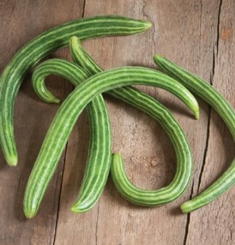 Armenian cucumbers have a unique appearance and excellent flavor. Also known as Painted Serpent (not to be confused with the variety Painted Serpent below), they have unusual, slightly fuzzy, "S"-shaped fruits are slightly ridged with alternating dark and light green stripes. Harvest when they are between 8 and 18 inches long.
