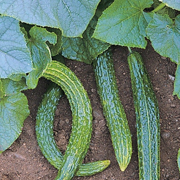 Suyo Long Cucumber is a traditional long-fruited variety from China, that is a sweet-flavored, ribbed fruit growing up to 15 inches long. Widely adapted, grows well in hot weather, and sets early. Try using this unusual-looking cucumber in salads, for bread-and-butter, or mixed vegetable pickles. It has excellent eating quality and is bitter-free. 