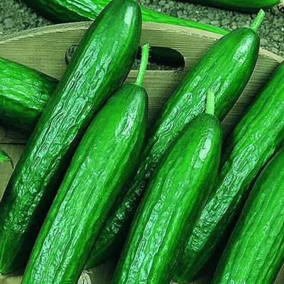 A group of fresh green cucumbers, known as Beit Alpha, displayed on a wooden surface.