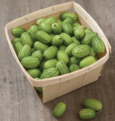 A basket filled with green Cucumber Gherkin Mexican Sour seeds, with a few seeds scattered outside the basket.