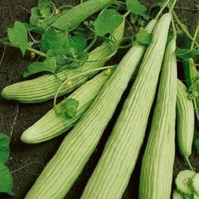 A group of pale green, elongated cucumber-like fruits with a ribbed texture, surrounded by green leaves.