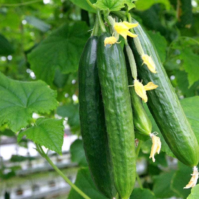 A cucumber plant with several long, dark green cucumbers hanging and yellow flowers visible amidst green leaves.