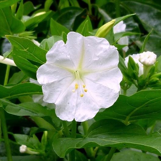 Flower Four O'Clock Seeds – David's Garden Seeds®