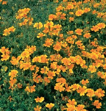 Flower Marigold Tangerine Gem 200 Non-GMO, Heirloom Seeds