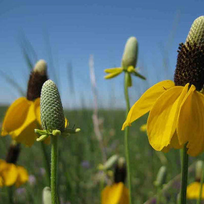 A prolific perennial that is widespread throughout the prairie regions. Deer, goats, sheep, and cattle will not eat this plant. Prairie Coneflower is often a dominant plant in heavily grazed areas of the Edwards Plateau. Good nectar plant for butterflies. Maroon-yellow blooms are commonly called Mexican Hat.
