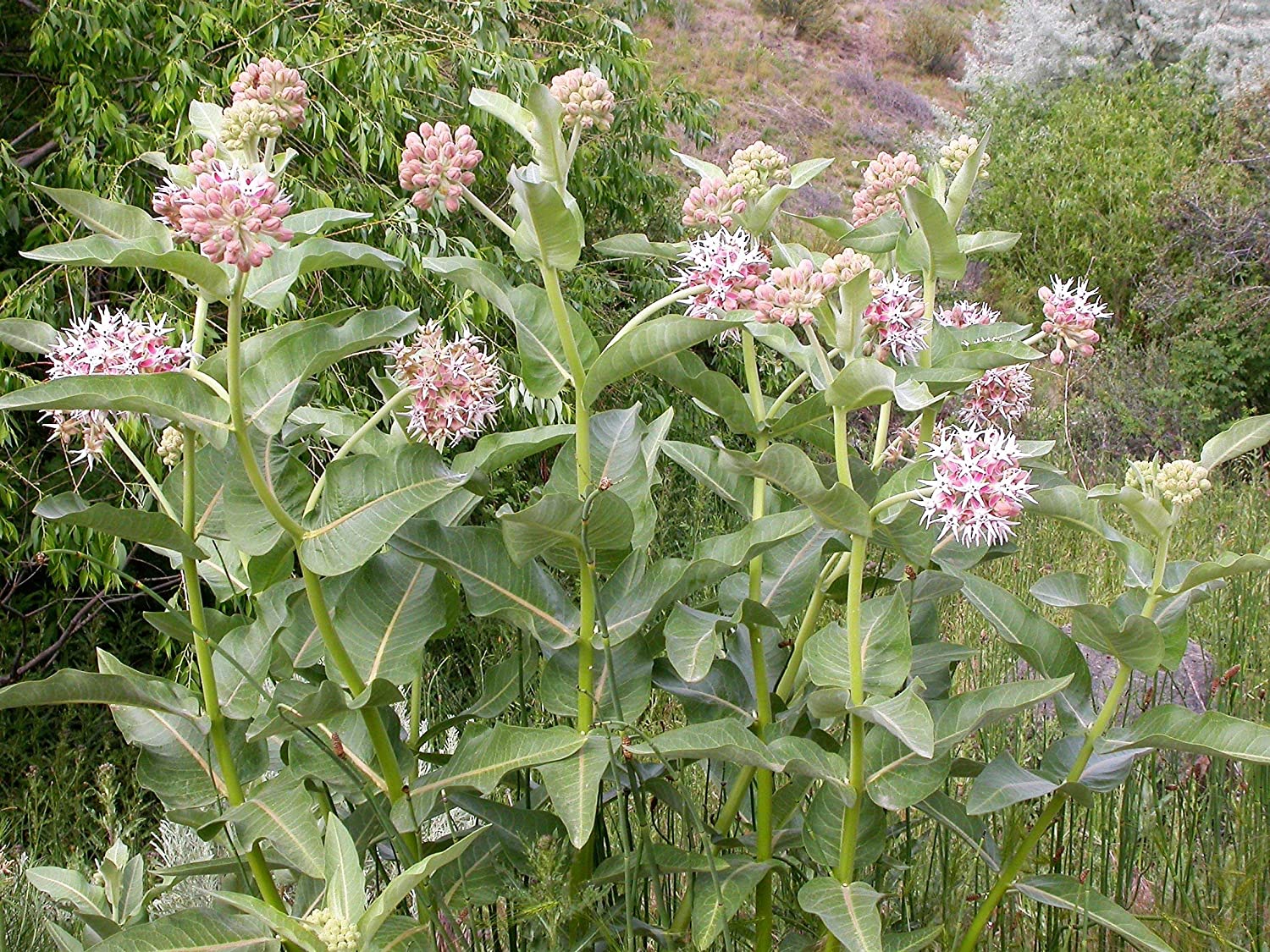 Flower Native American Milkweed Showy 200 Non-GMO, Heirloom Seeds ...