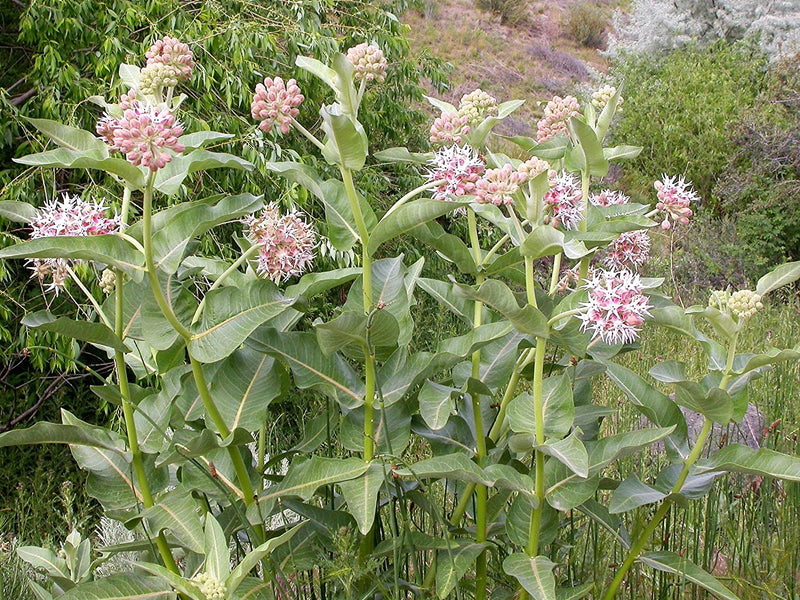 Flower Native American Milkweed Showy 200 Non-GMO, Heirloom Seeds