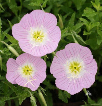 Perennial. This prolific wildflower blooms throughout the summer with large and delicate, pale pink blooms. Showy Evening Primrose is unique as it opens its blooms in the cool evening hours, attracting moths and other nocturnal insects. A perfect addition to your moon garden. Germination rate about 70% or better.&nbsp;