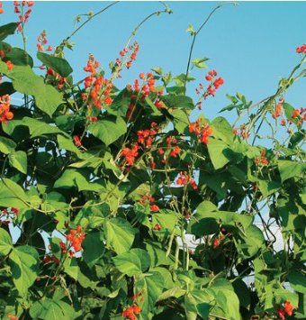 Flower Scarlet Runner Bean 25 Non-GMO, Heirloom Seeds