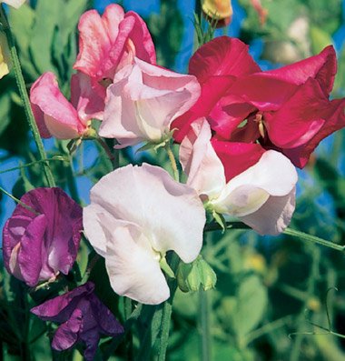 Mammoth Choice Sweet Pea Mix is a mix of deep rose, rose pink, salmon, scarlet, white, lavender, medium blue, and deep burgundy. We were surprised to learn this early-flowering variety can withstand extreme heat and drought unusually well, producing well into the summer. Large flowers, long stems, fragrant. Heat tolerant. 