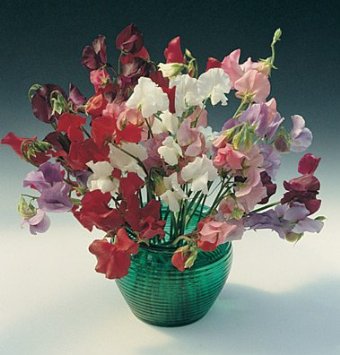 Royal Mix Sweet Pea has long stems for cutting carry large, 2" blossoms in bright, clear colors of red, purple, mauve, pink, blue, and white. Blooms over a long period with exceptional fragrance. Long-lasting cut flower. Ht. 72 inches.&nbsp; Blooms in about 90 days. Germination rate 70% or better.