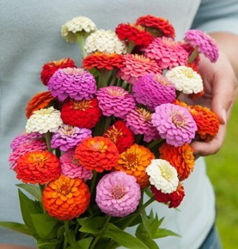 Heat Tolerant. A rainbow of colorful blooms. Incredible yields of fully-double, 1 1/4 to 2 inch blossoms of rose, purple, golden yellow, scarlet, orange, pink, and white. Long, wiry stems. Grows to a height of 24 to 30 inches.&nbsp; Blooms in about 80 days. <span class="a-list-item" data-mce-fragment="1">Germination rate about 70% and better</span>.
