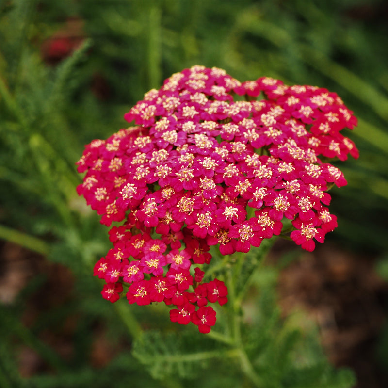 Cluster of red yarrow flowers with yellow centers