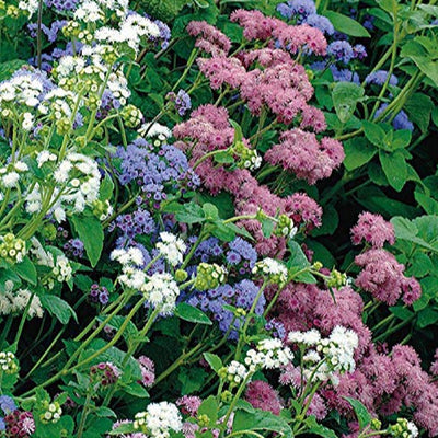 A vibrant mix of flowers including shades of red, pink, blue, and white, clustered together and in bloom.