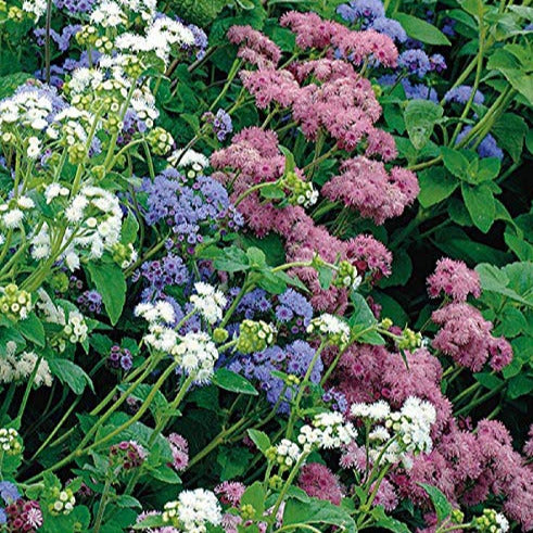 A vibrant mix of flowers including shades of red, pink, blue, and white, clustered together and in bloom.