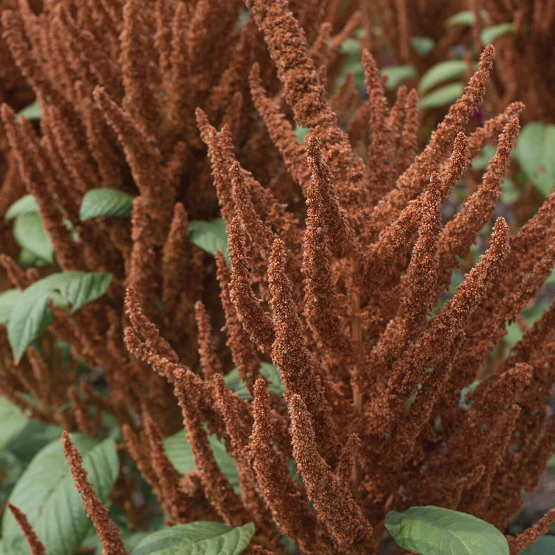 Close-up of Amaranth Hot Biscuit flowers with bronze to chestnut-colored plumes and green leaves.