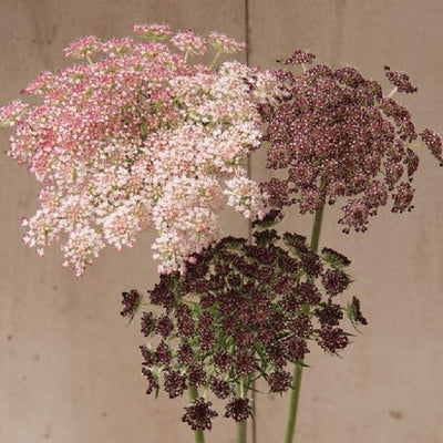 A picture showing the lacy umbels of Ammi Dara flowers in shades of dark purple, pink, or white, with both fully opened and budding flowers visible.