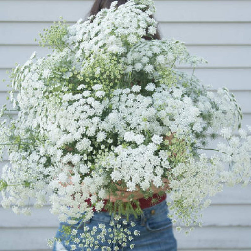 A person holding a bouquet of white flowers with a blurred background.