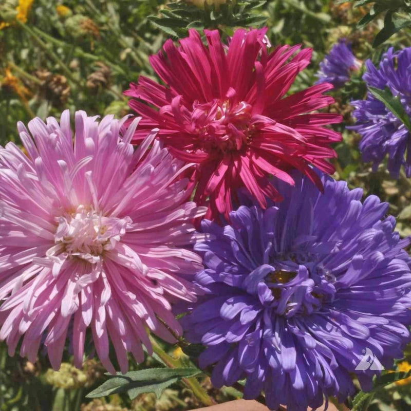 A group of China Aster flowers with ostrich plume type petals in shades of purple, deep rose, pink, violet, and white.