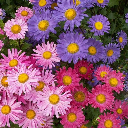 A garden with a vibrant mix of pink, purple, and red China single mix asters.