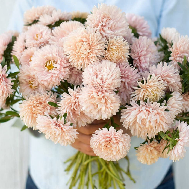 A person holding a bouquet of apricot-colored Aster flowers.