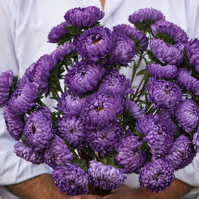 A person holding a bouquet of blue Aster flowers with silvery violet-colored blooms.
