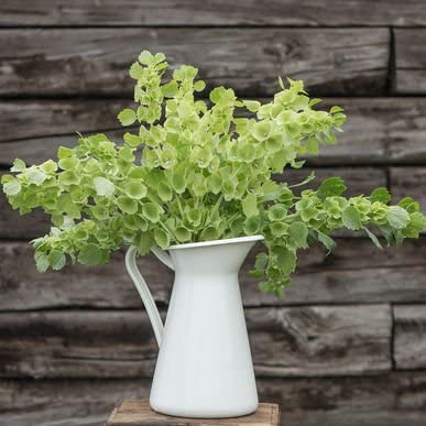 A white vase containing lime green 'Bells of Ireland' flowers, placed on a wooden surface with a wooden background.