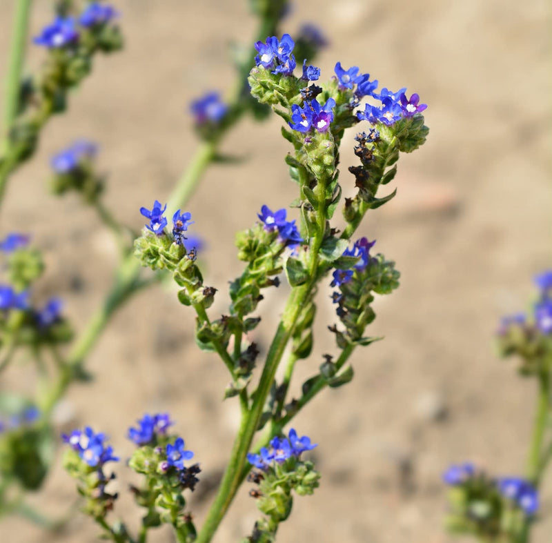 A close-up image of blue cape forget-me-not flowers with green foliage.