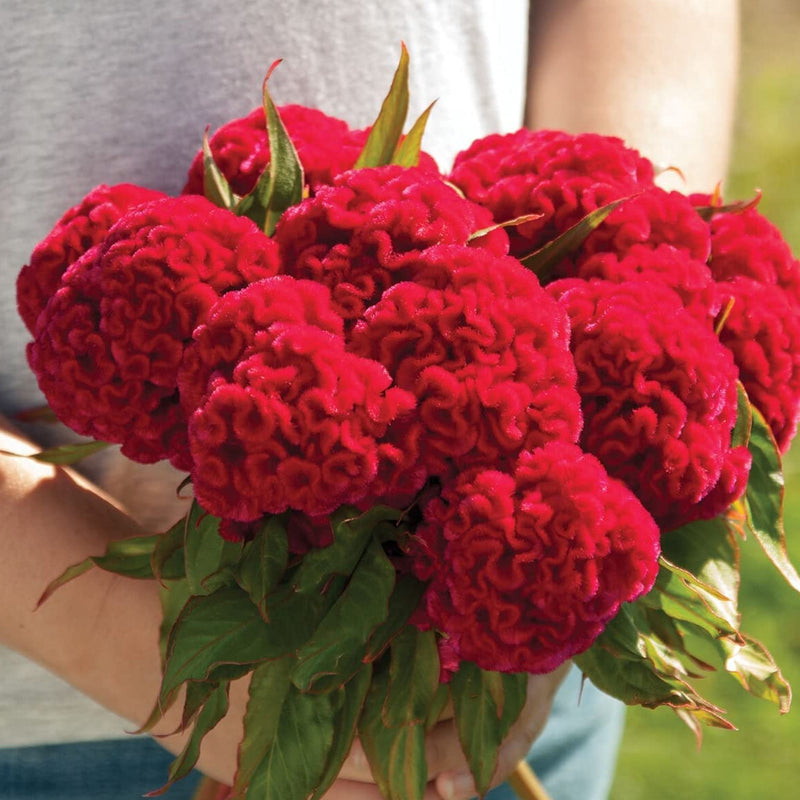 A person holding a bouquet of bright carmine red Celosia flowers.