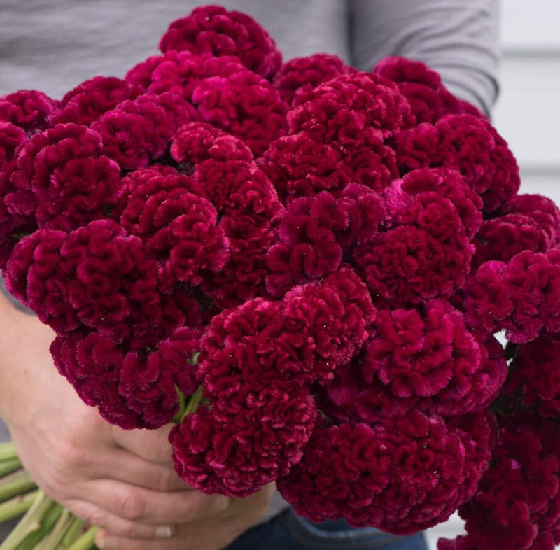 A person holding a bunch of burgundy crested cock&