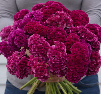 A person holding a bunch of vibrant pink, crested-type Celosia flowers.